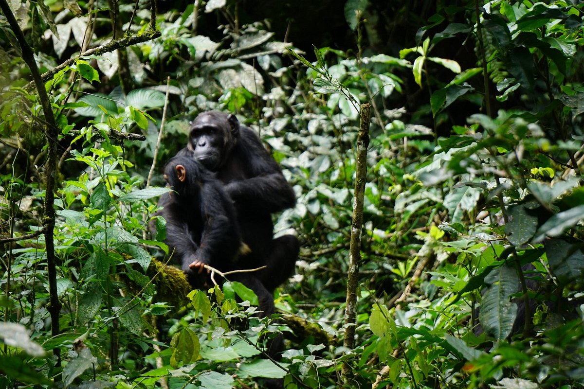 10 Days Kidepo valley, Murchison falls, Kibale and Bwindi national park Safari
