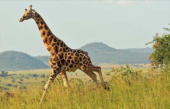 Attractions Near Sipi Falls
