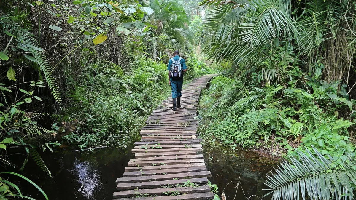 10 Days Kidepo valley, Murchison falls, Kibale and Bwindi national park Safari