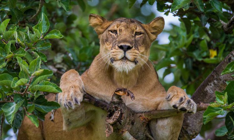 10 Days Classic Uganda Wildlife Safari