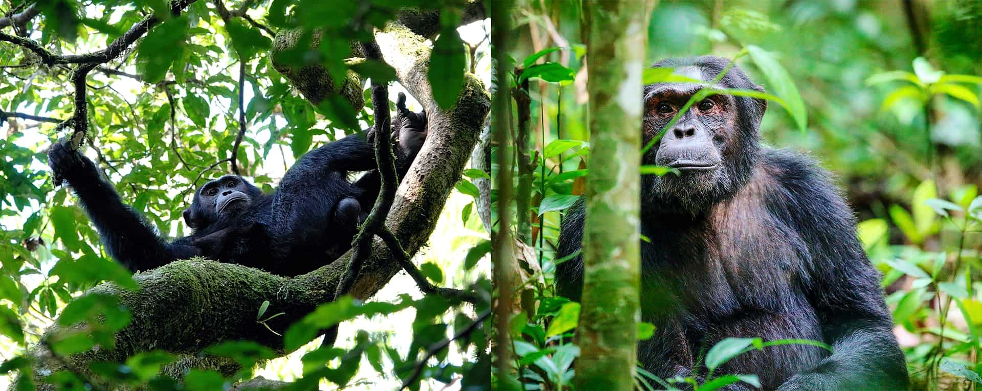 7 Days Murchison falls, Kibale and Bwindi Uganda safari