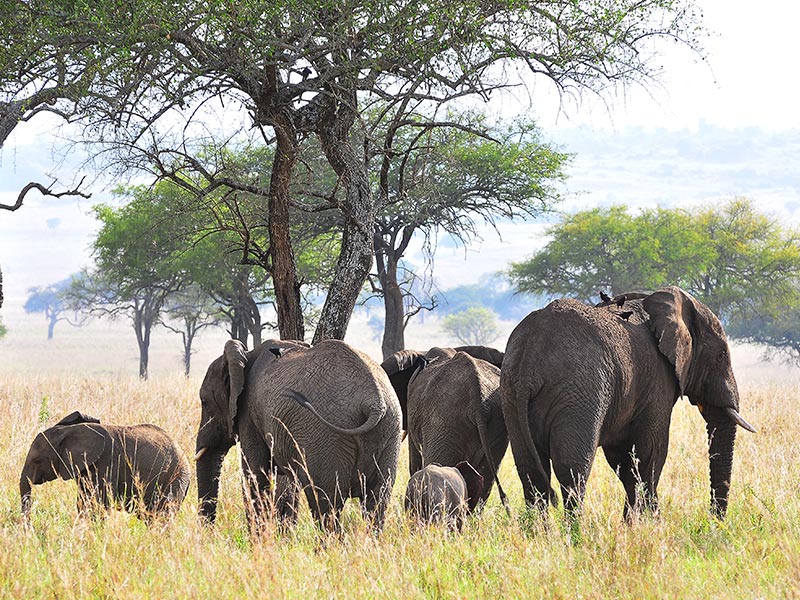 4 Days Kidepo Valley wildlife safari