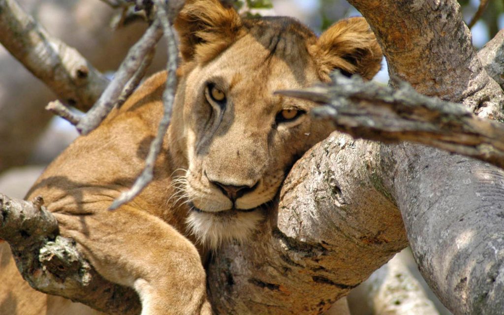 6 Days Murchison falls, Kibale and Queen Elizabeth safari