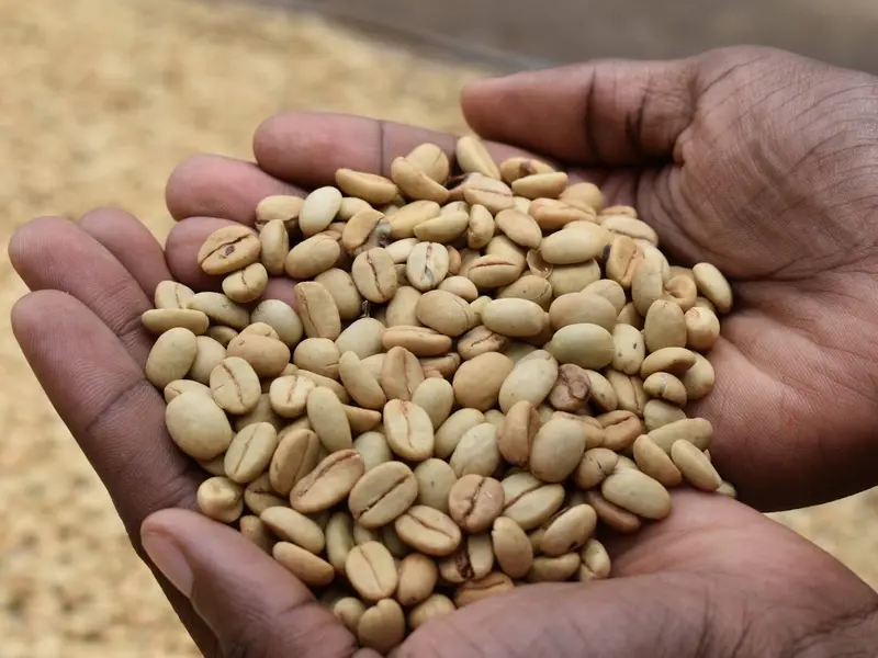 Coffee Tours in Sipi Falls