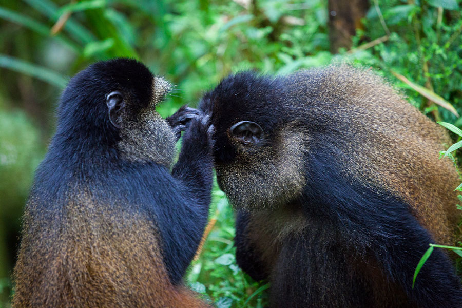 8 Days Uganda Classic Primates Safaris