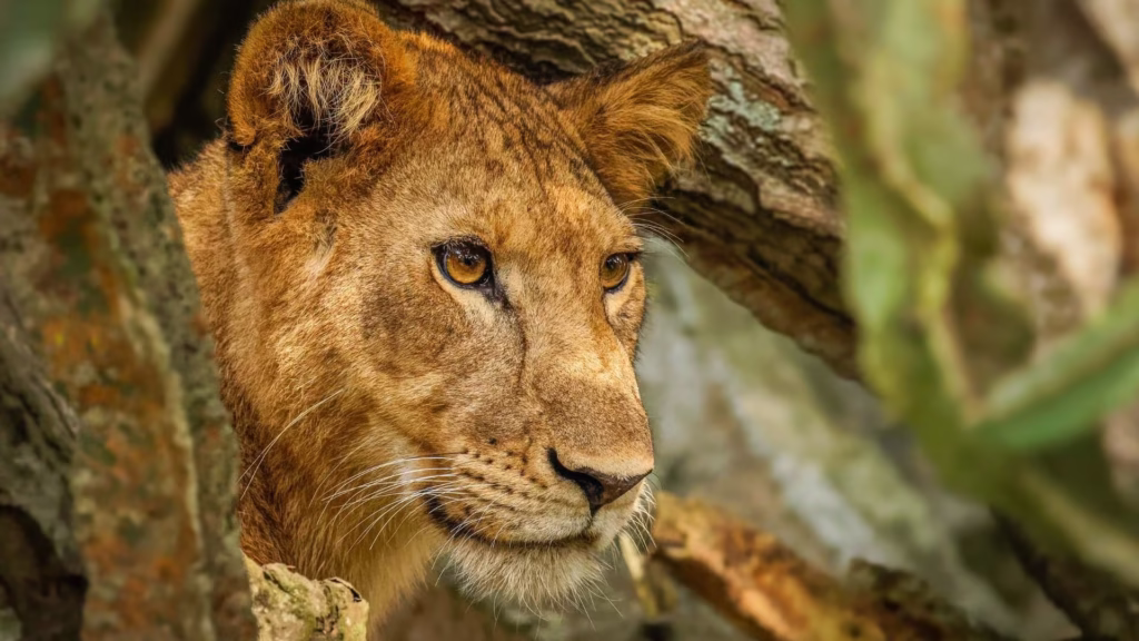 10 Days Best of Uganda Safari