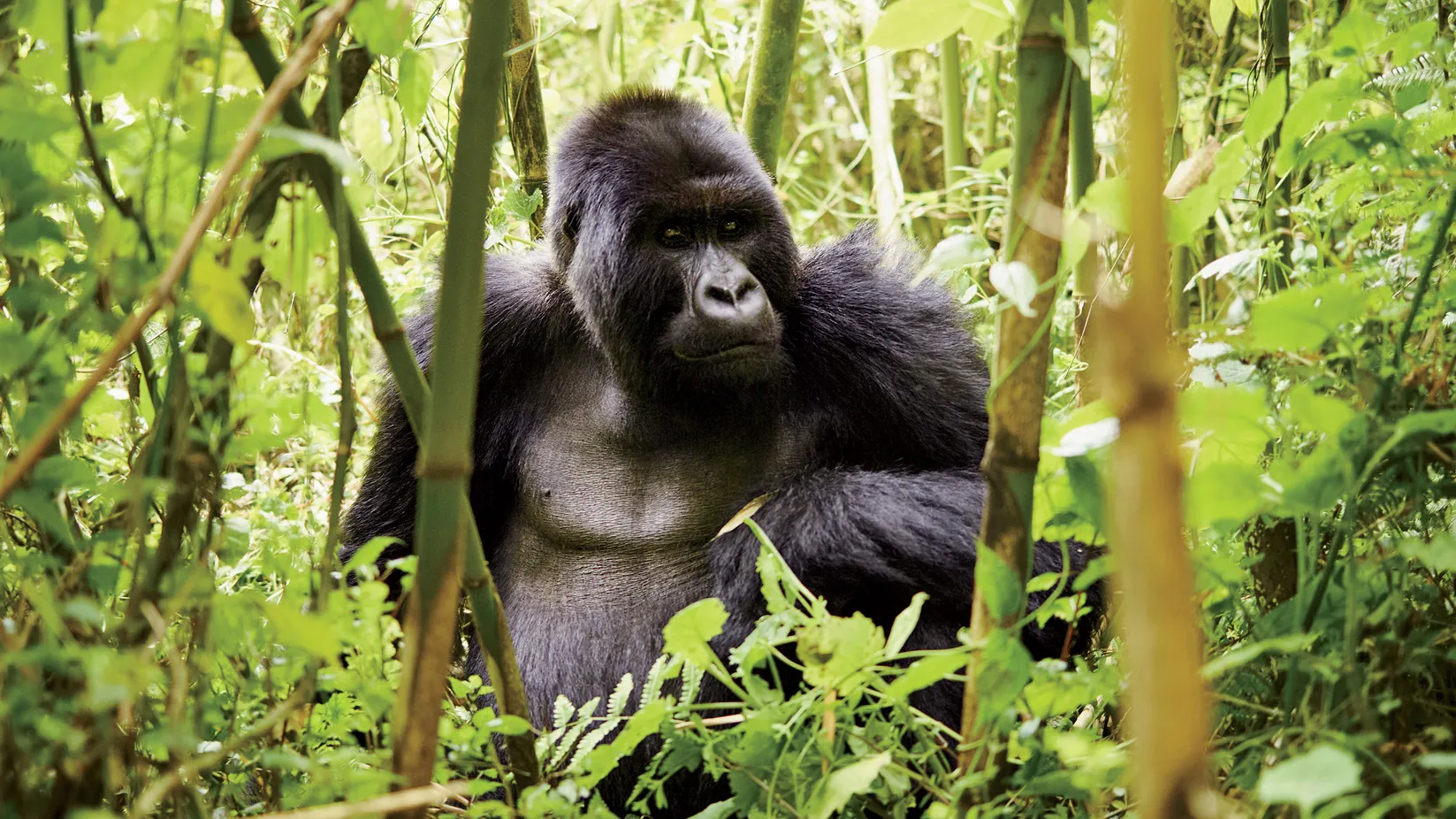 4 Days Volcanoes and Akagera Rwanda Safari