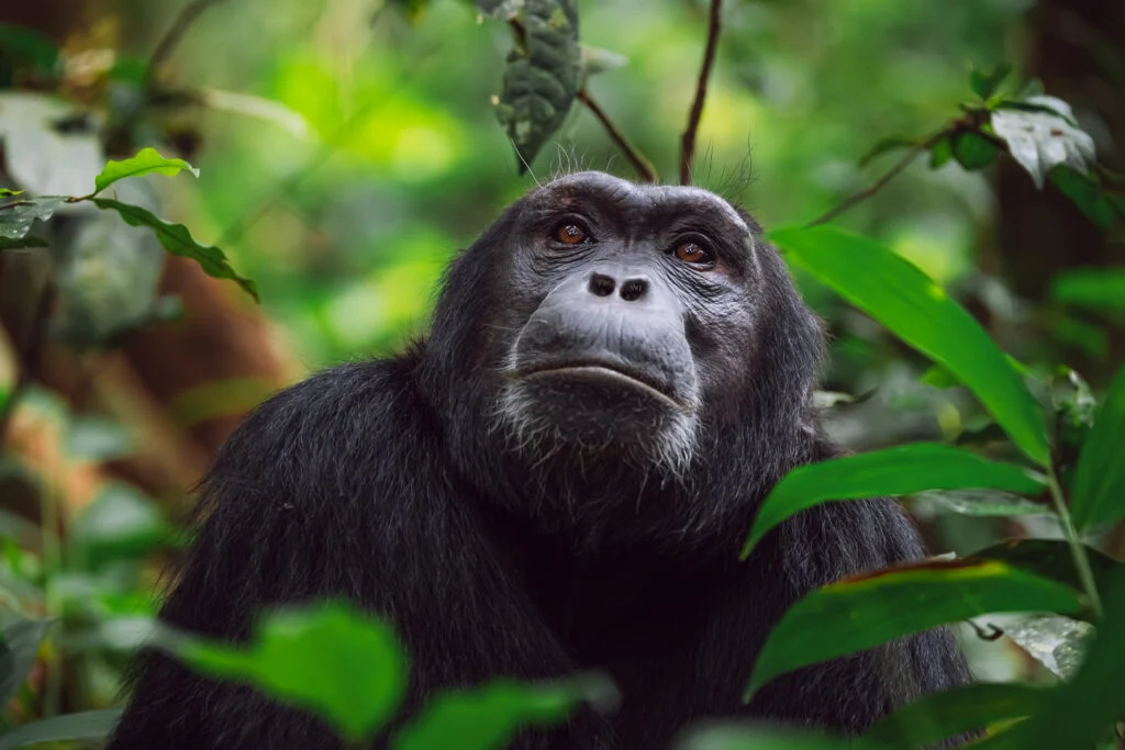 Kibale National Park