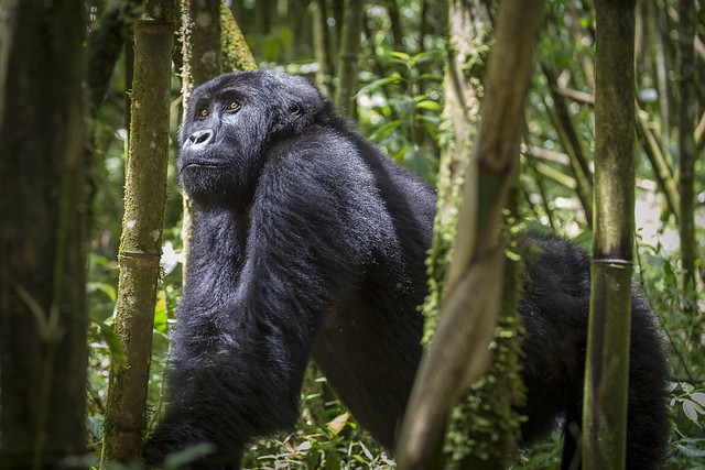 Gorilla trekking in Kahuzi Biega national park